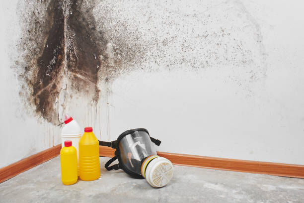Best Mold Removal Process  in Rio Bravo, TX
