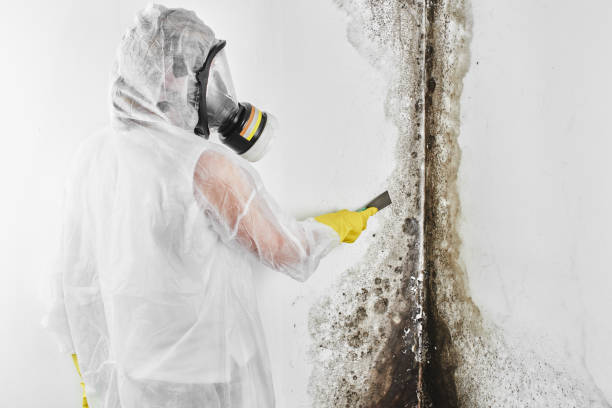 Best Home Mold Removal  in Rio Bravo, TX