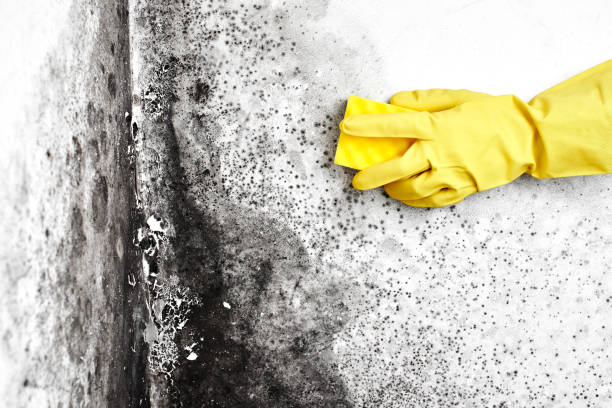 Rio Bravo, TX Mold Removal Company