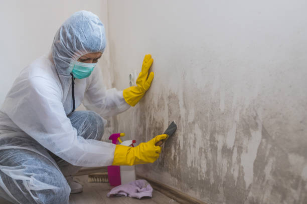 Best Local Mold Removal Service  in Rio Bravo, TX