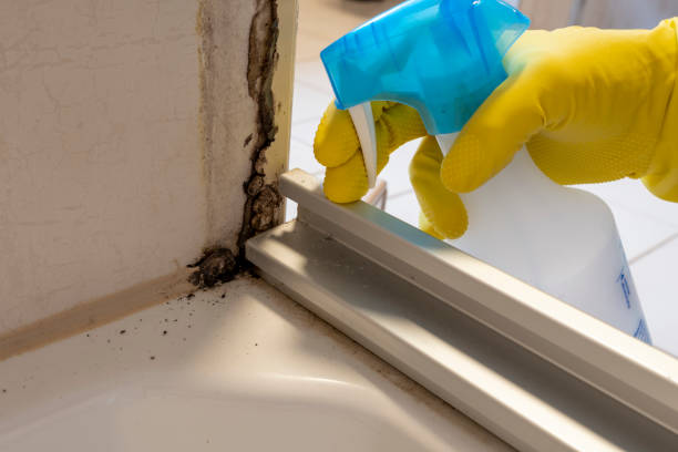 Best Mold Cleaning Services  in Rio Bravo, TX