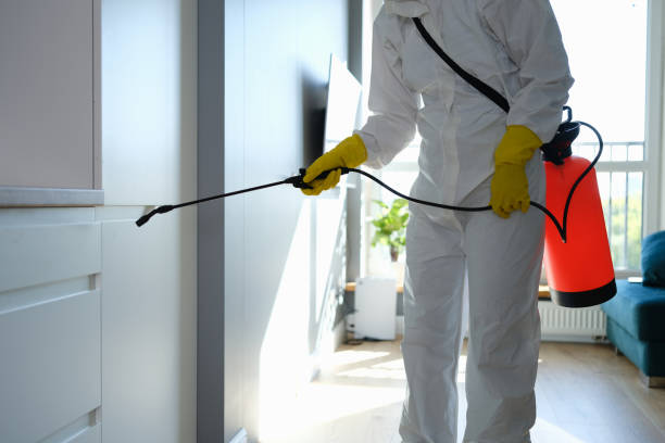 Best Commercial Mold Removal  in Rio Bravo, TX