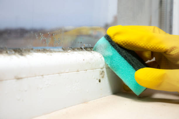 Best Mold Removal Company Near Me  in Rio Bravo, TX