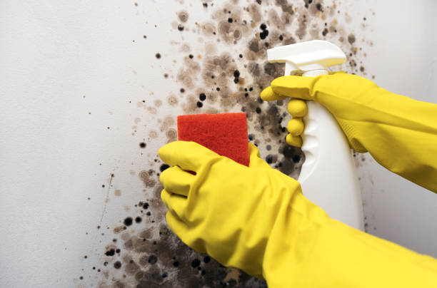 Certified Mold Removal in Rio Bravo, TX