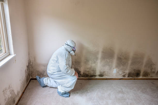 Best Emergency Mold Removal  in Rio Bravo, TX