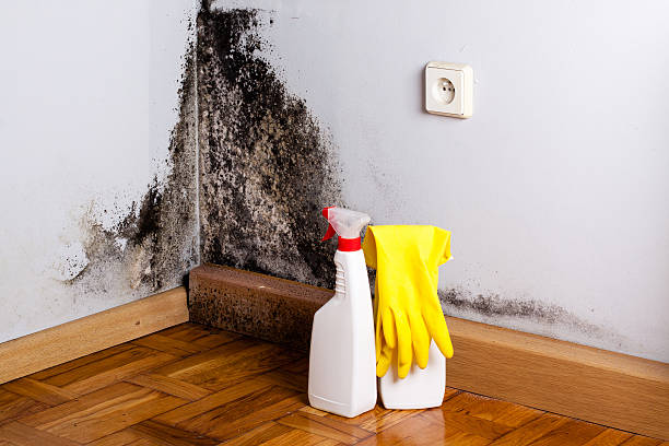 Best Mold Removal Near Me  in Rio Bravo, TX