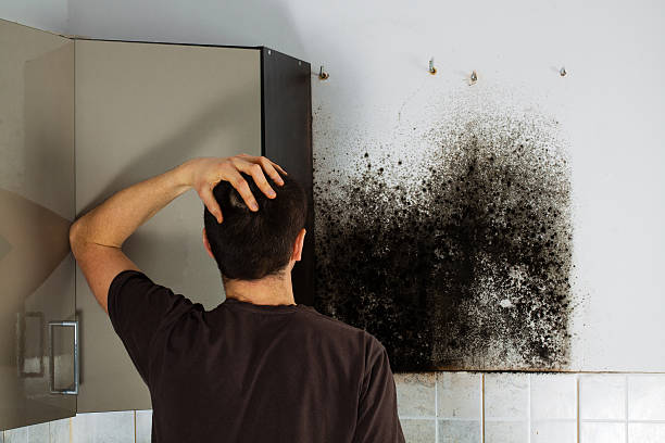 Best Home Mold Removal  in Rio Bravo, TX