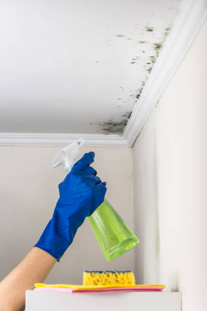 Best Mold Removal Near Me  in Rio Bravo, TX